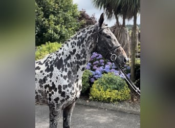 Appaloosa, Giumenta, 4 Anni, 163 cm, Leopard