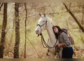 Appaloosa Mix, Giumenta, 4 Anni, 164 cm, Perlino