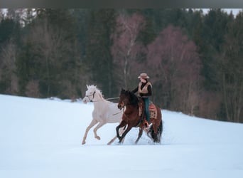 Appaloosa Mix, Giumenta, 4 Anni, 164 cm, Perlino