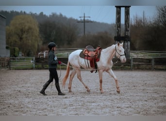 Appaloosa Mix, Giumenta, 4 Anni, 164 cm, Perlino
