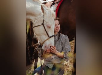 Appaloosa Mix, Giumenta, 4 Anni, 164 cm, Perlino
