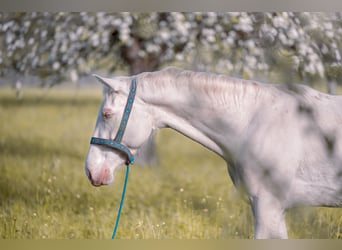 Appaloosa Mix, Giumenta, 4 Anni, 164 cm, Perlino