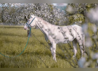 Appaloosa Mix, Giumenta, 4 Anni, 164 cm, Perlino