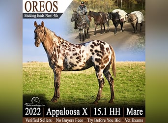 Appaloosa, Giumenta, 4 Anni, Morello
