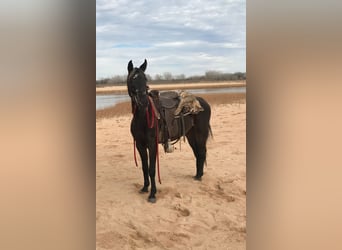 Appaloosa Mix, Giumenta, 5 Anni, 140 cm, Baio nero