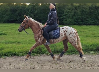 Appaloosa, Giumenta, 5 Anni, 142 cm, Leopard