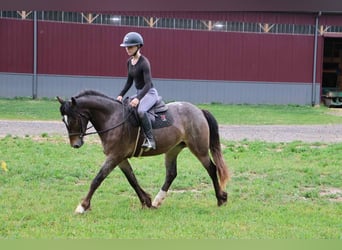 Appaloosa, Giumenta, 5 Anni, 145 cm, Baio ciliegia