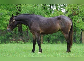 Appaloosa, Giumenta, 5 Anni, 145 cm, Baio ciliegia