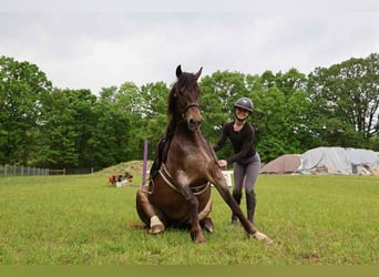 Appaloosa, Giumenta, 5 Anni, 145 cm, Baio ciliegia