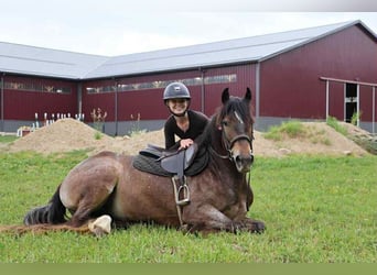 Appaloosa, Giumenta, 5 Anni, 145 cm, Baio ciliegia