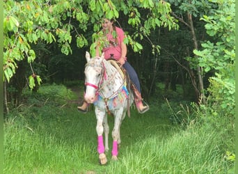 Appaloosa, Giumenta, 5 Anni, 149 cm, Leopard