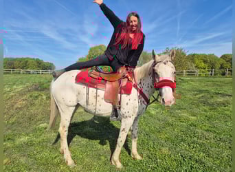 Appaloosa, Giumenta, 5 Anni, 149 cm, Leopard