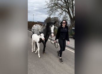 Appaloosa Mix, Giumenta, 5 Anni, 150 cm, Pezzato