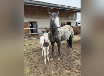 Appaloosa Mix, Giumenta, 5 Anni, 150 cm, Pezzato