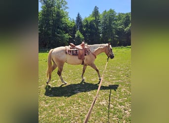 Appaloosa, Giumenta, 5 Anni, 150 cm, Sauro