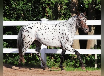 Appaloosa Mix, Giumenta, 5 Anni, 153 cm, Leopard