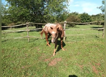 Appaloosa, Giumenta, 5 Anni, 154 cm, Sauro scuro