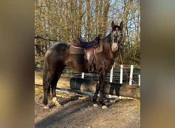 Appaloosa Mix, Giumenta, 5 Anni, 156 cm