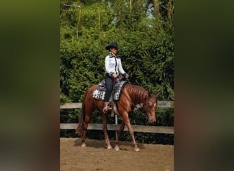 Appaloosa, Giumenta, 5 Anni, 156 cm, Sauro scuro