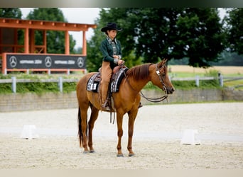 Appaloosa, Giumenta, 5 Anni, 156 cm, Sauro scuro