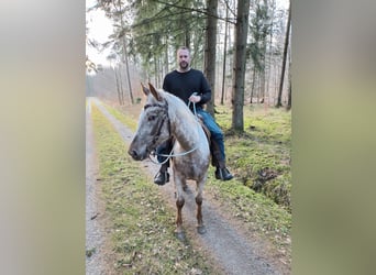 Appaloosa Mix, Giumenta, 5 Anni, 158 cm, Grigio rossastro