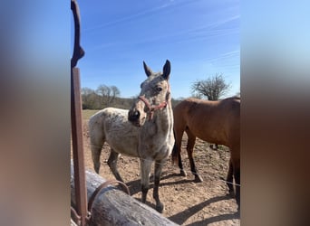 Appaloosa Mix, Giumenta, 5 Anni, 158 cm, Roano blu
