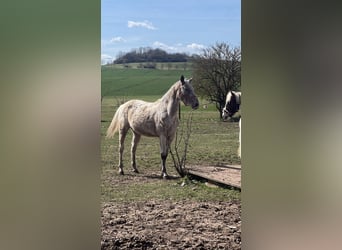Appaloosa Mix, Giumenta, 5 Anni, 158 cm, Roano blu