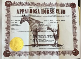 Appaloosa, Giumenta, 5 Anni, Falbo