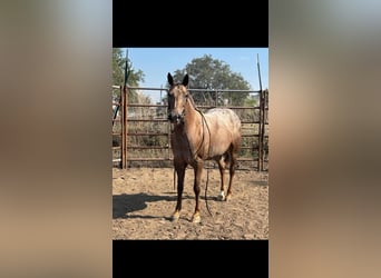 Appaloosa, Giumenta, 6 Anni, 137 cm, Sauro scuro