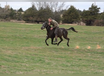 Appaloosa Mix, Giumenta, 6 Anni, 140 cm, Baio nero