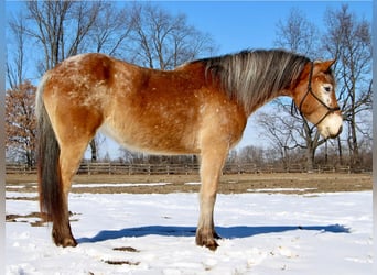 Appaloosa, Giumenta, 6 Anni, 142 cm, Sauro ciliegia