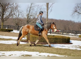 Appaloosa, Giumenta, 6 Anni, 142 cm, Sauro ciliegia