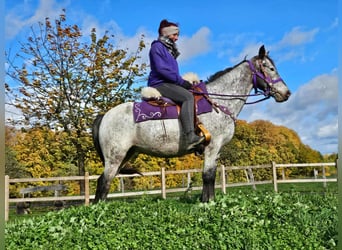 Appaloosa, Giumenta, 6 Anni, 145 cm, Leopard