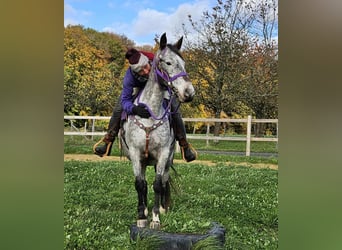 Appaloosa, Giumenta, 6 Anni, 145 cm, Leopard