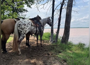 Appaloosa, Giumenta, 6 Anni, 147 cm