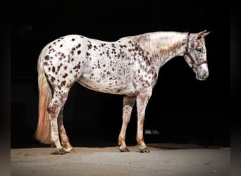 Appaloosa, Giumenta, 6 Anni, 147 cm