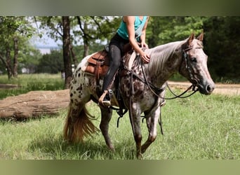 Appaloosa, Giumenta, 6 Anni, 147 cm