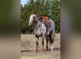 Appaloosa, Giumenta, 6 Anni, 150 cm, Sauro scuro