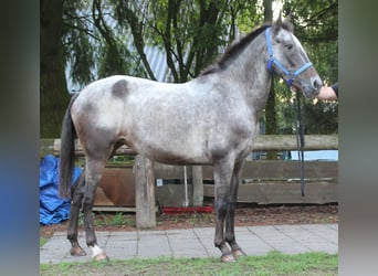 Appaloosa, Giumenta, 6 Anni, 152 cm, Roano blu