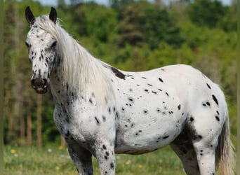 Appaloosa, Giumenta, 6 Anni, 155 cm, Leopard