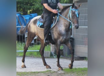 Appaloosa, Giumenta, 6 Anni, 156 cm, Roano blu