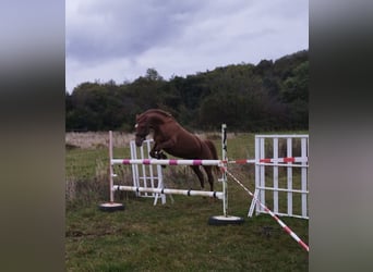Appaloosa, Giumenta, 6 Anni, 157 cm, Sauro