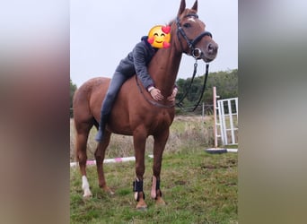 Appaloosa, Giumenta, 6 Anni, 157 cm, Sauro