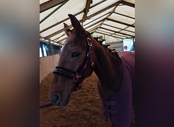 Appaloosa, Giumenta, 6 Anni, 157 cm, Sauro
