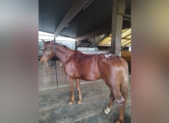 Appaloosa, Giumenta, 6 Anni, 157 cm, Sauro