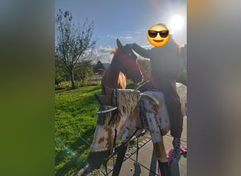Appaloosa, Giumenta, 6 Anni, 157 cm, Sauro