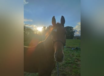 Appaloosa, Giumenta, 6 Anni, 157 cm, Sauro
