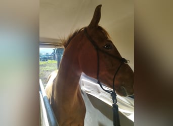 Appaloosa, Giumenta, 6 Anni, 157 cm, Sauro