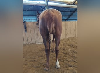 Appaloosa, Giumenta, 6 Anni, 157 cm, Sauro