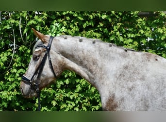 Appaloosa, Giumenta, 6 Anni, 158 cm, Leopard